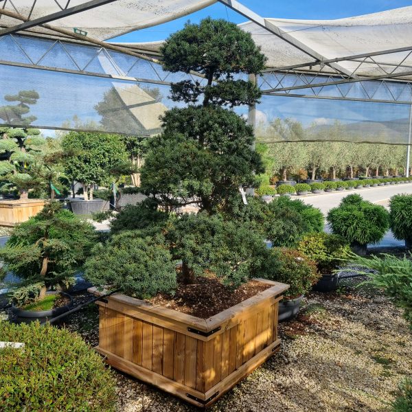 Taxus cuspidata