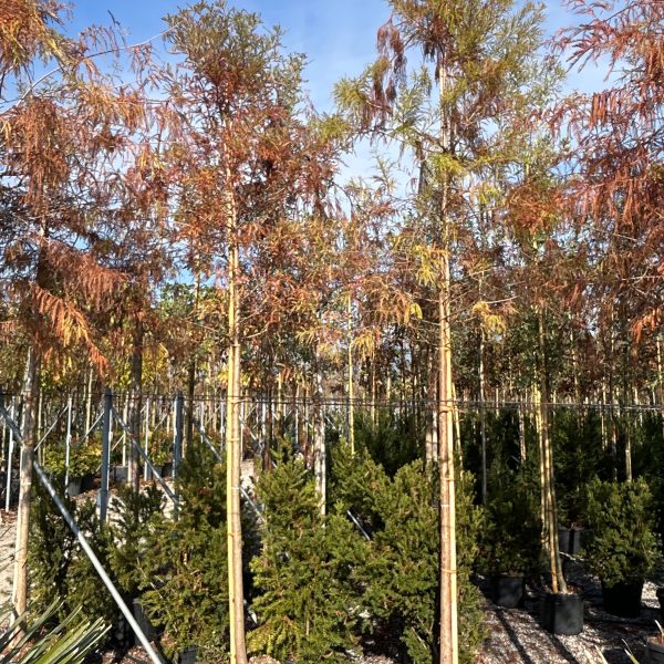 Taxodium distichum (Močvirska cipresa/Taksodij)