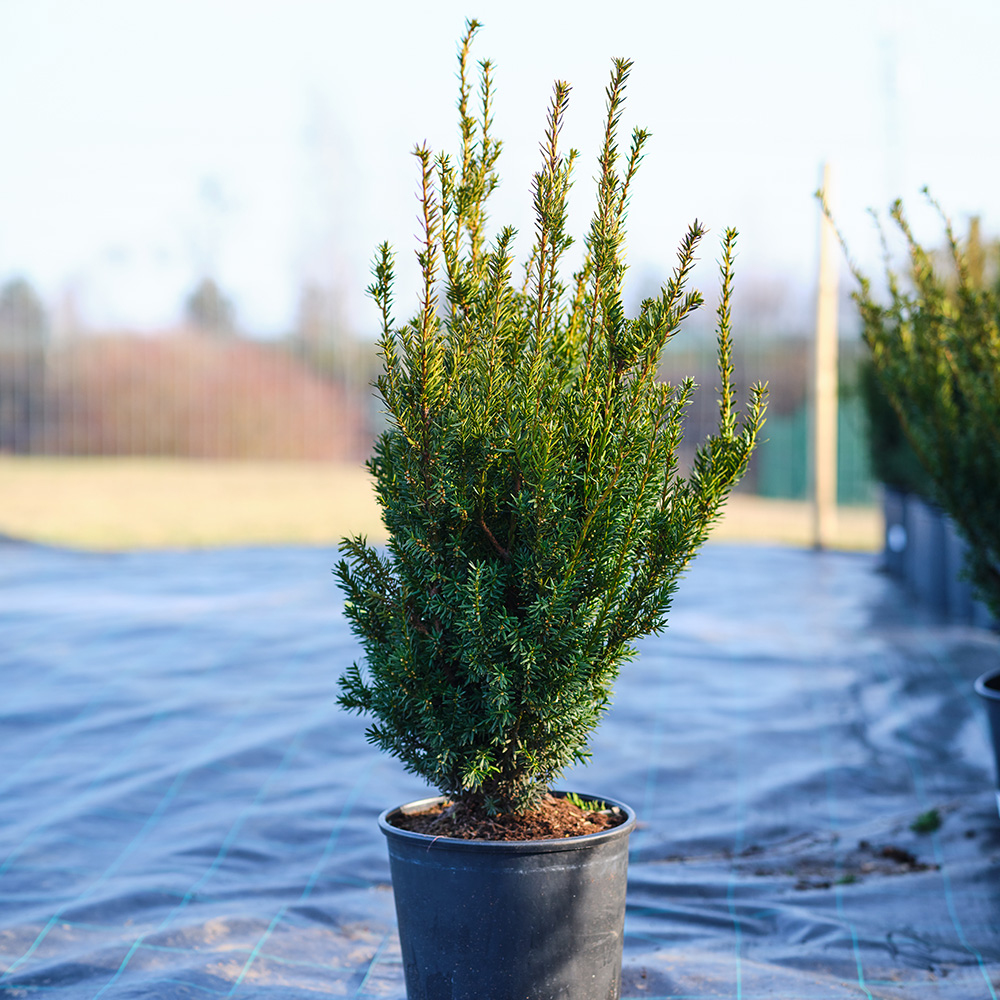 Taxus media 'Hillii' (Tisa brez plodov)