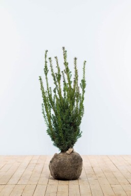 Taxus media 'Hillii' (Tisa brez plodov)