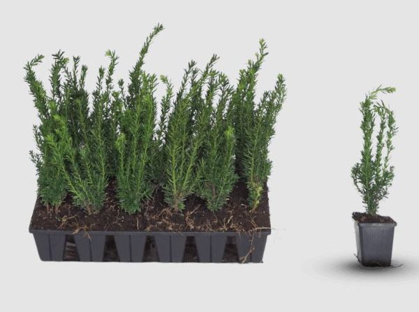 Taxus media ‘Hillii’ (Tisa brez plodov - moška rasltina – -)