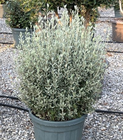 Teucrium fruticans TEFRBALL-I-8051838719642