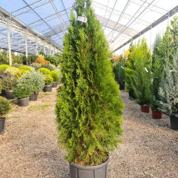 Thuja occidentalis 'Smaragd' (Smaragdni ameriški klek)
