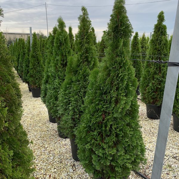 Thuja occidentalis 'Smaragd' (Smaragdni ameriški klek)