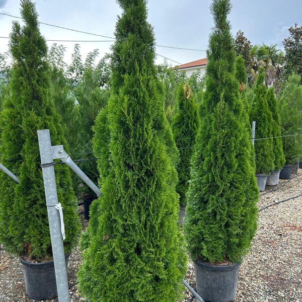 Thuja occidentalis 'Smaragd' (Smaragdni ameriški klek)