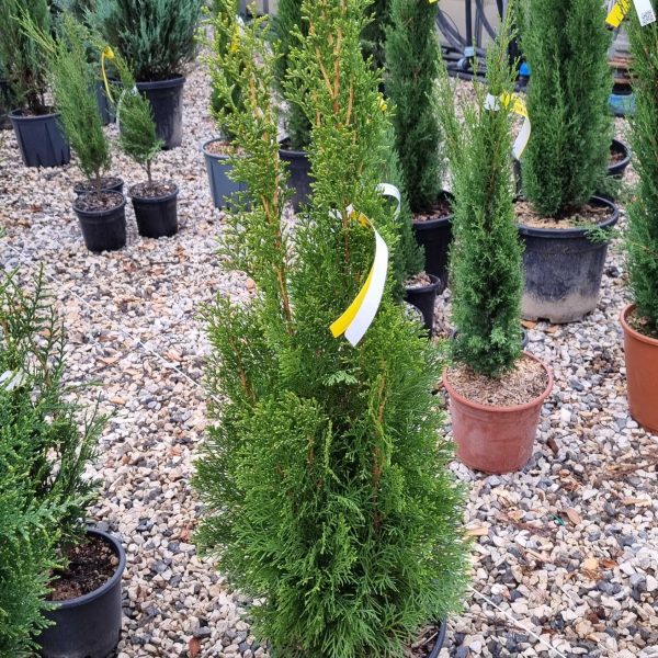 Thuja occidentalis 'Smaragd' (Smaragdni ameriški klek)