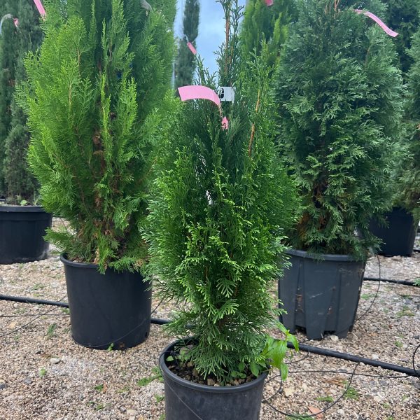 Thuja occidentalis 'Smaragd' (Smaragdni ameriški klek)