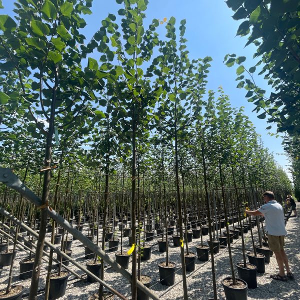 Tilia cordata 'Greenspire' (Lipovec)