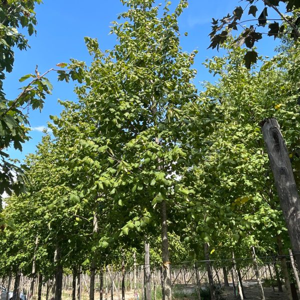 Tilia europaea 'Pallida' (Lipa)