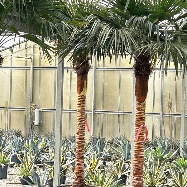 Trachycarpus fortunei 'ELEGANS'
