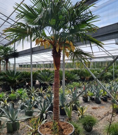 Trachycarpus fortunei 'ELEGANS' TRFOEL-I-8051838550092