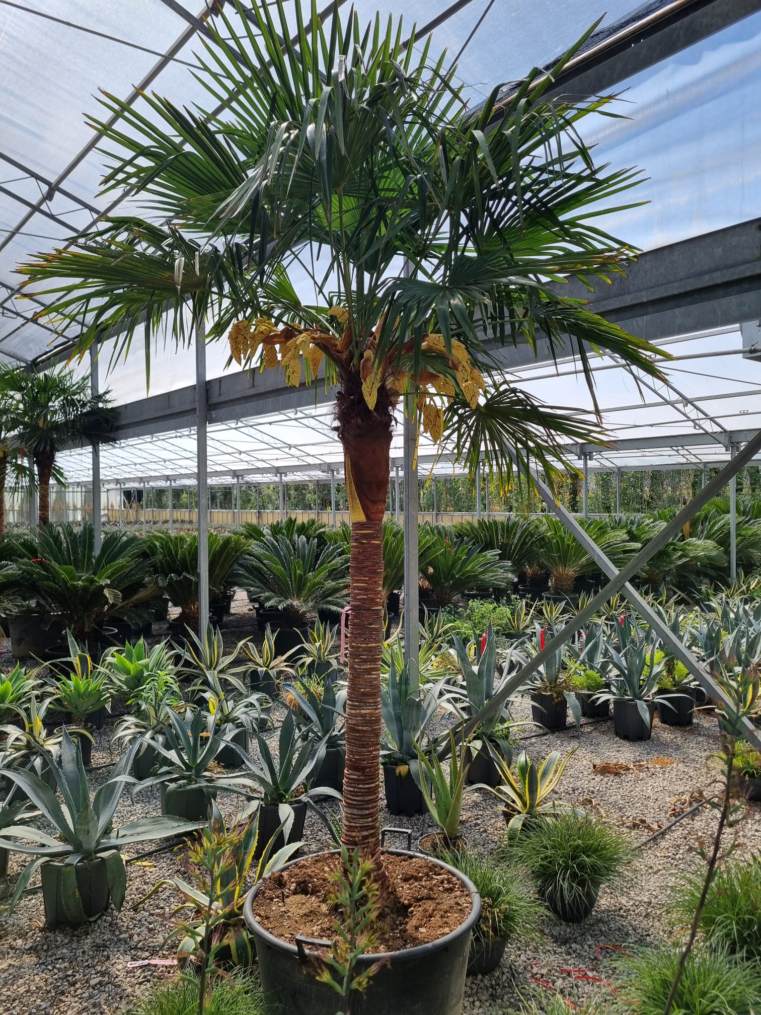 TRFOEL-I-8051838550092 Trachycarpus fortunei 'ELEGANS' TRFOEL-I-8051838550092