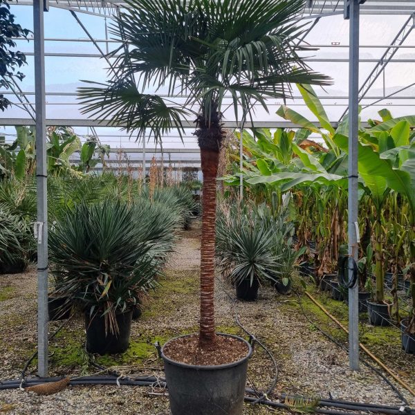 Trachycarpus fortunei 'ELEGANS'