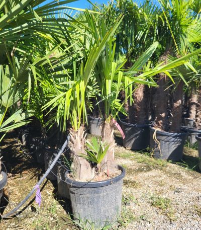 Trachycarpus fortunei TRFOMULTI-I-8051838294019