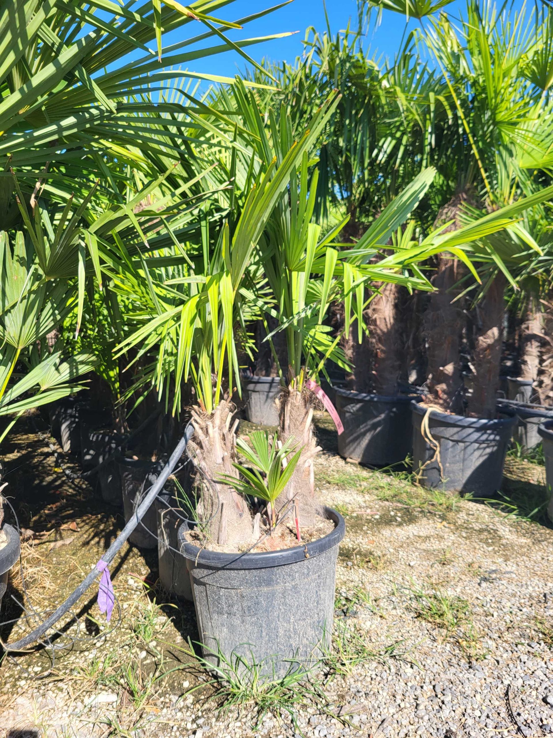 TRFOMULTI-I-8051838294019 Trachycarpus fortunei TRFOMULTI-I-8051838294019