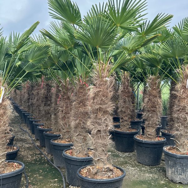 Trachycarpus fortunei 'WAGNERIANUS'