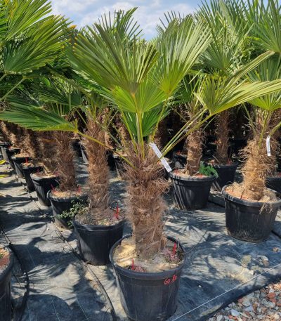 Trachycarpus fortunei 'WAGNERIANUS' TRFOWA-I-8051838467093