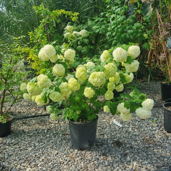 Viburnum opulus 'Roseum' (Snežna kepa)