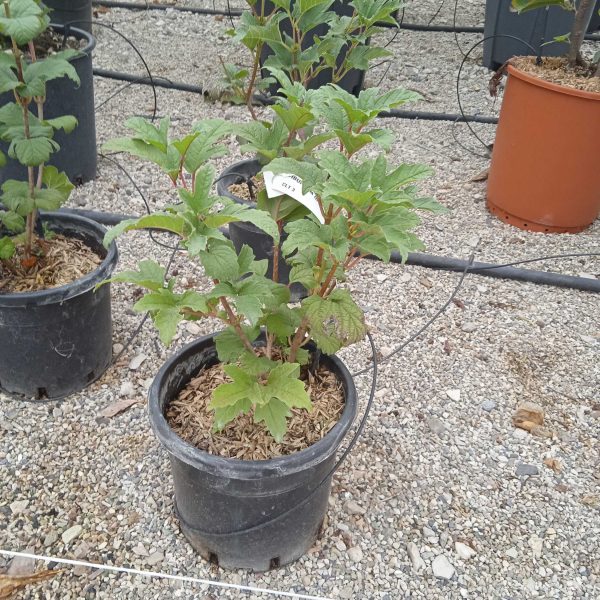 Viburnum opulus 'Roseum' (Snežna kepa)
