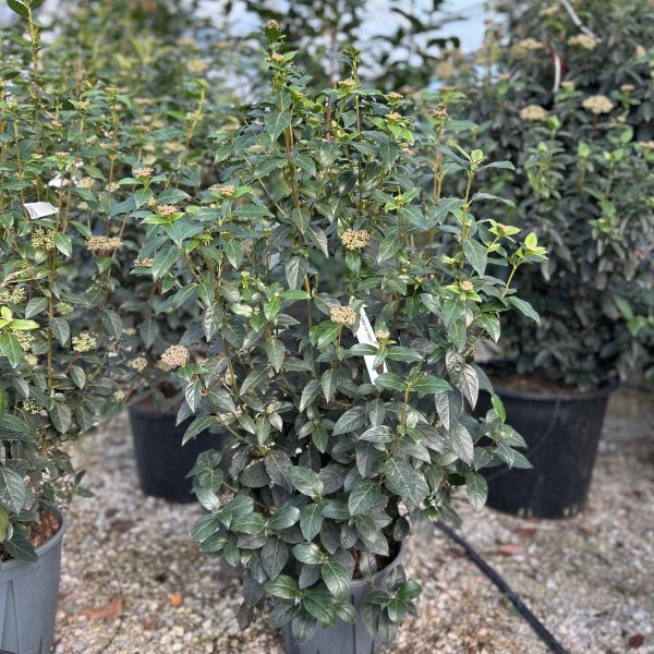 Viburnum tinus 'Eve Price' (Kalina)
