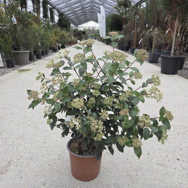 Viburnum tinus 'Eve Price' (Kalina)