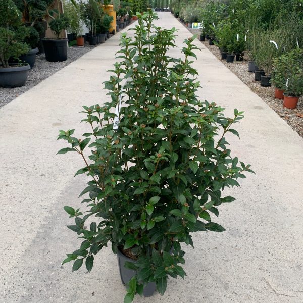 Viburnum tinus 'Eve Price' (Kalina)