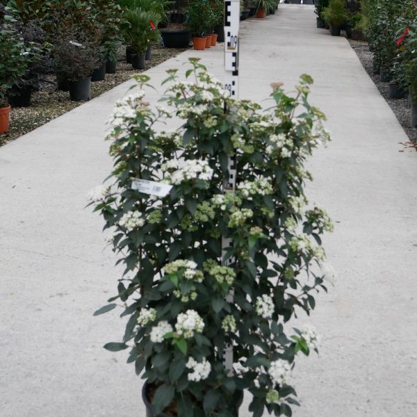 Viburnum tinus 'Eve Price' (Kalina)