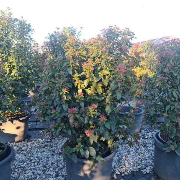 Viburnum tinus 'Eve Price' (Kalina)
