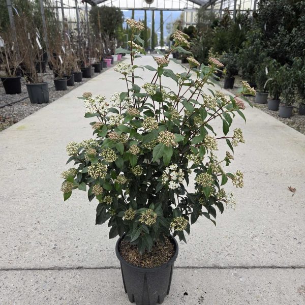 Viburnum tinus 'Eve Price' (Kalina)