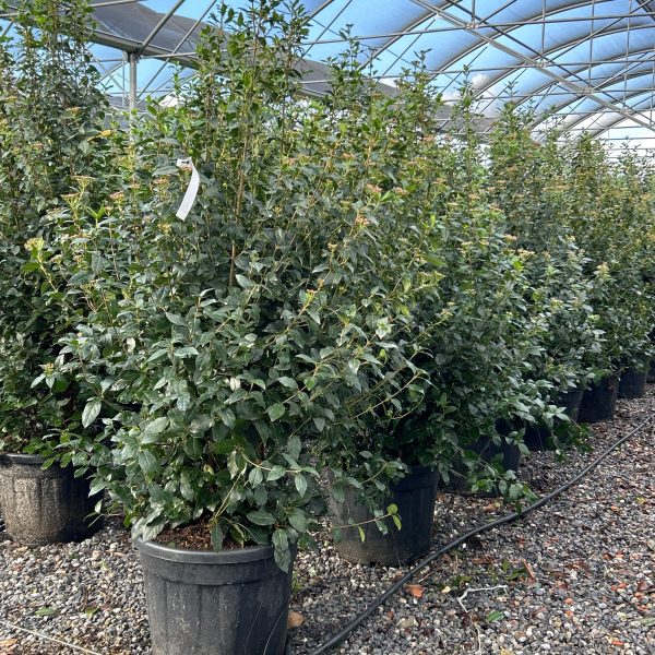 Viburnum tinus 'Eve Price' (Kalina)