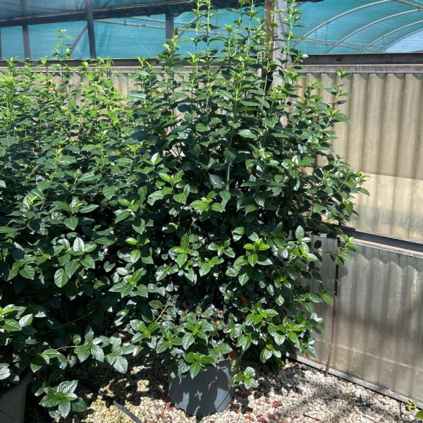 Viburnum tinus 'Eve Price' (Kalina)