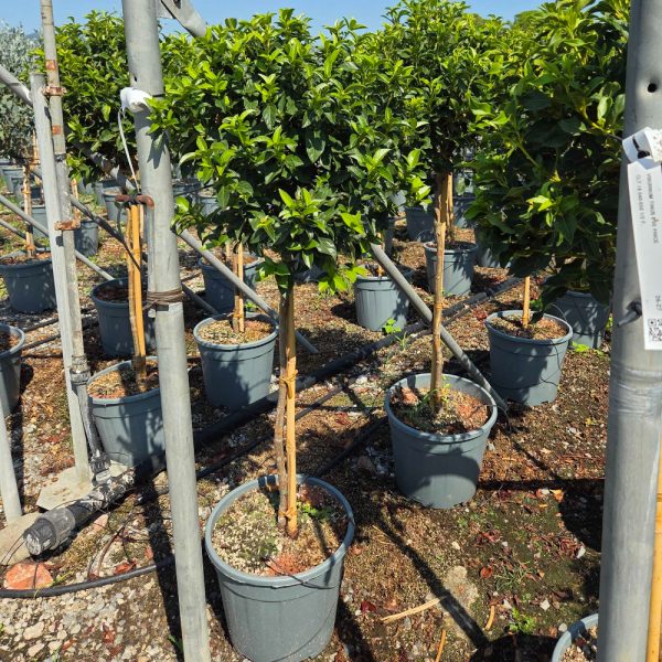 Viburnum tinus 'Eve Price' (Kalina na steblu)