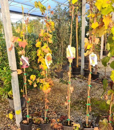 Vitis vinifera 'FRAGOLA BIANCA' VIVIFRBI-I-8051838361568