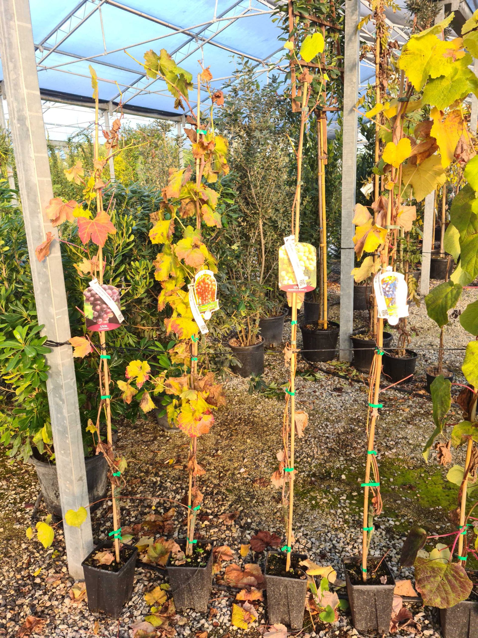 VIVIFRBI-I-8051838361568 Vitis vinifera 'FRAGOLA BIANCA' VIVIFRBI-I-8051838361568