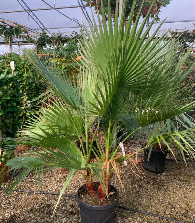 Washingtonia robusta WAROMULTI-I-8051838680614