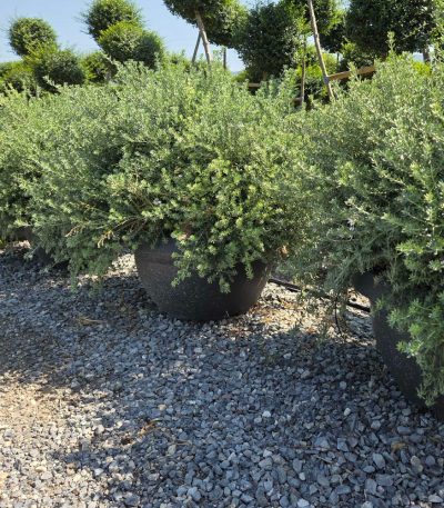 Westringia fruticosa WEFR-I-8051838733129