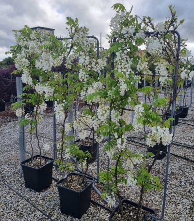 Wisteria brachybotrys 'SHOWA BENI' WIBRSHBEBAR-I-8051838378924