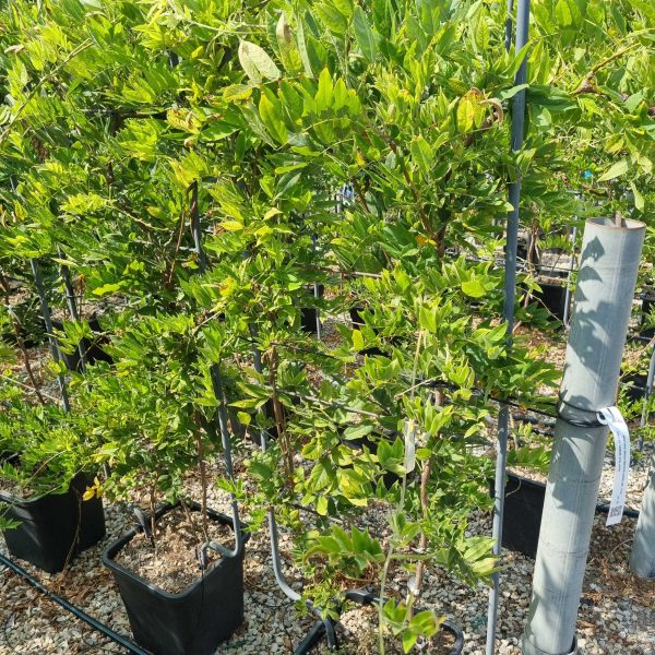 Wisteria brachybotrys 'SHIRO CAP. FUJI' WIBRSHCAFUBAR-I-8051838378733