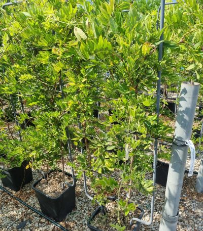 Wisteria brachybotrys 'SHIRO CAP. FUJI' WIBRSHCAFUBAR-I-8051838378733
