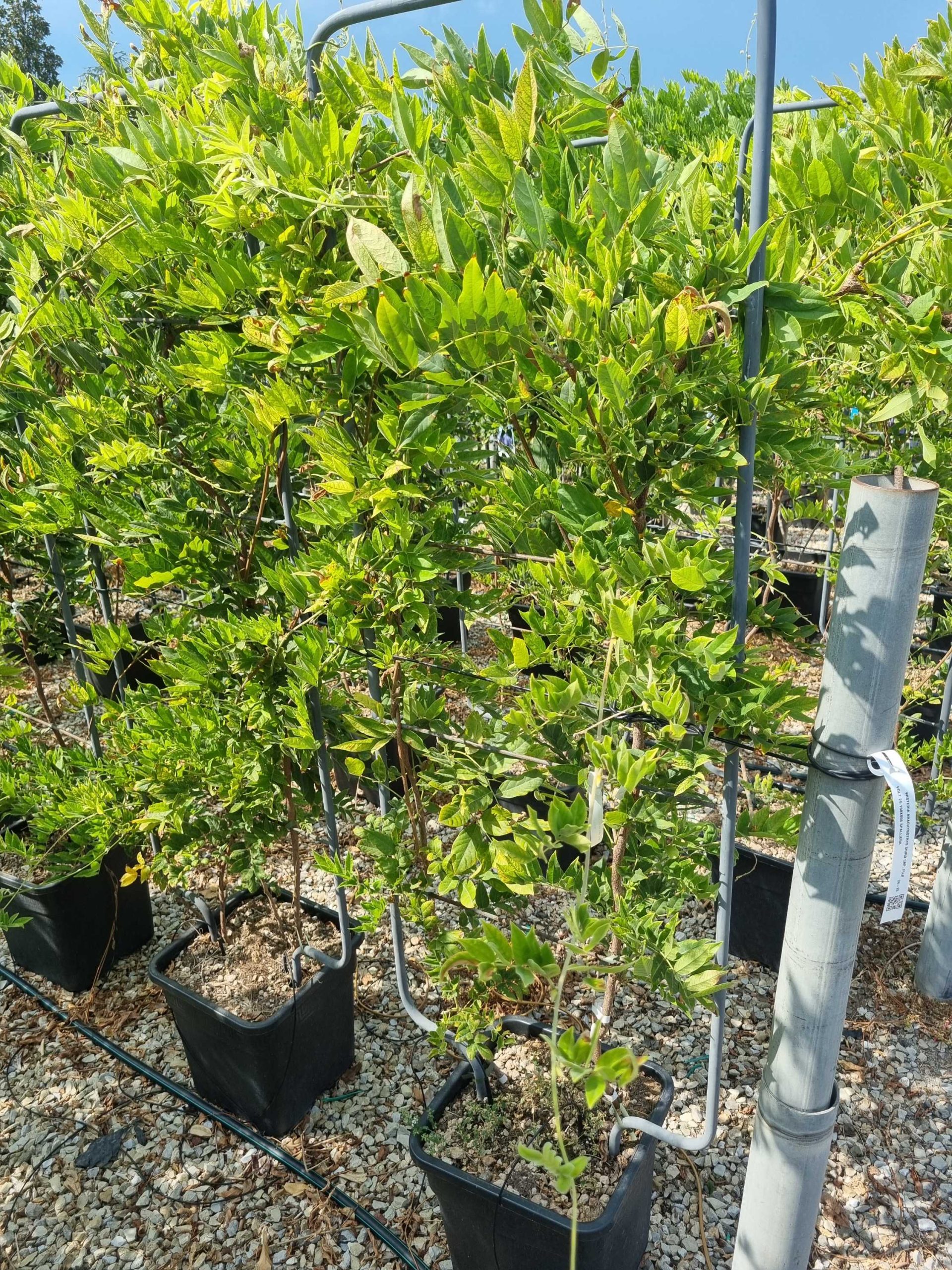 WIBRSHCAFUBAR-I-8051838378733 Wisteria brachybotrys 'SHIRO CAP. FUJI' WIBRSHCAFUBAR-I-8051838378733