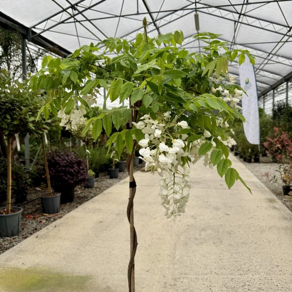 Wisteria brachybotrys 'SHIRO CAP. FUJI'