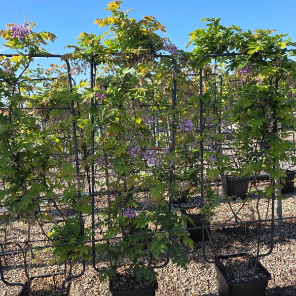 Wisteria brachybotrys 'YOKOHAMA FUJI' WIBRYOFUBAR-I-8051838399790