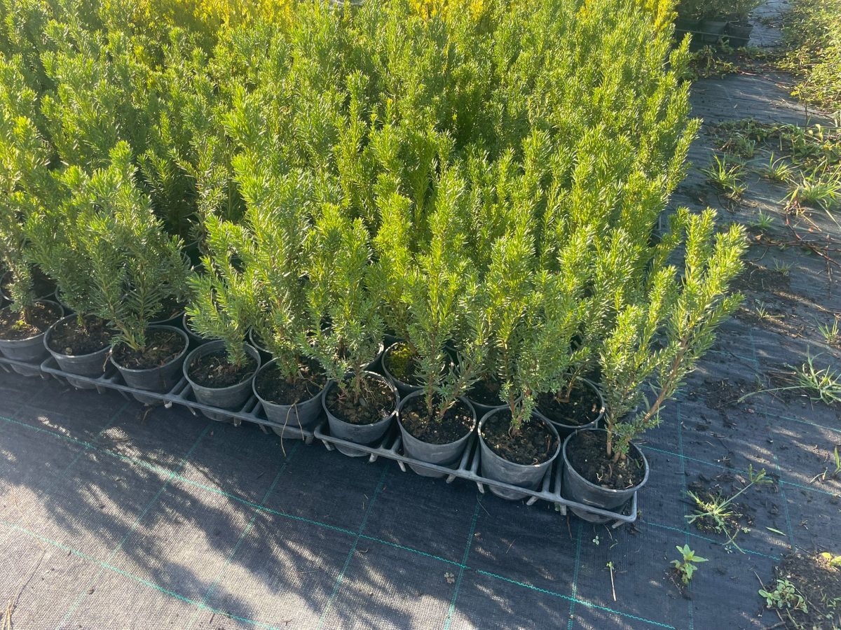 Taxus media ‘Hillii’ (Tisa brez plodov - moška rasltina – -)
