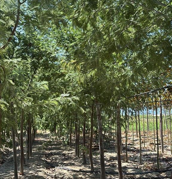 ACACIA DEALBATA (SEME)