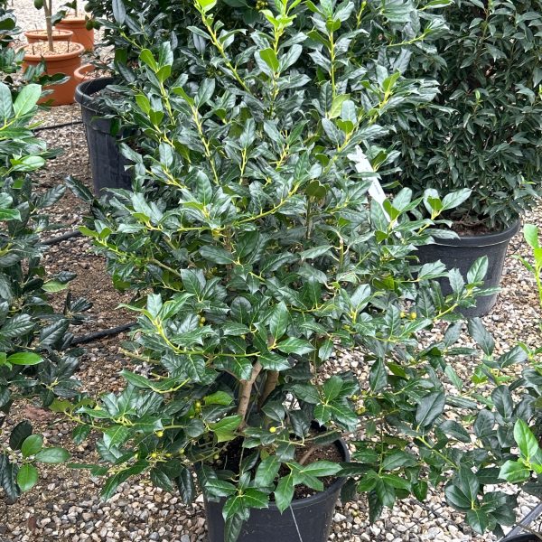 Ilex × NELLIE ''R. STEVENS'