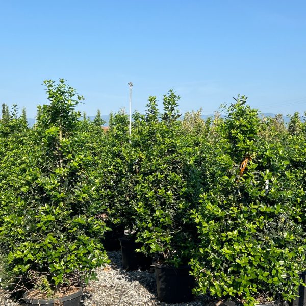 Ilex × NELLIE ''R. STEVENS'
