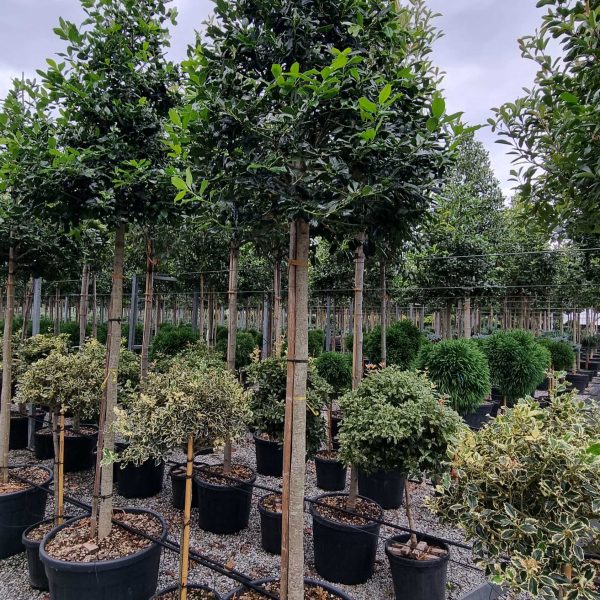 Ilex × NELLIE ''R. STEVENS'