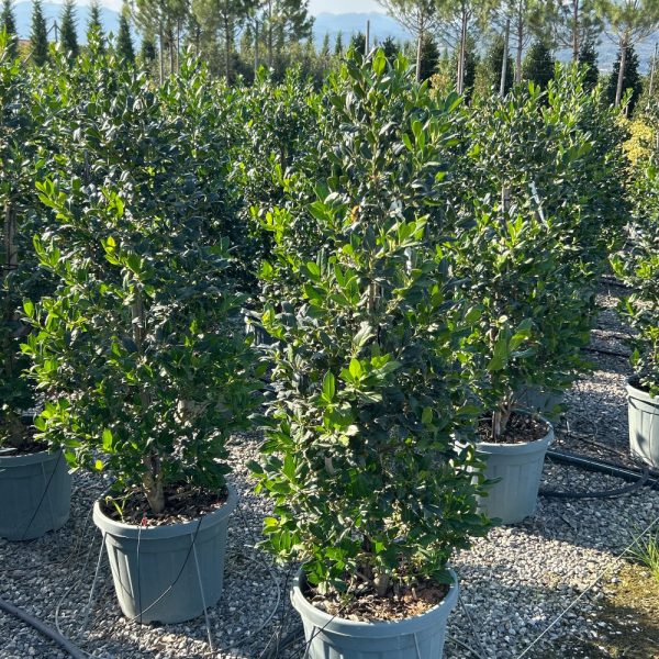 Ilex × NELLIE ''R. STEVENS'