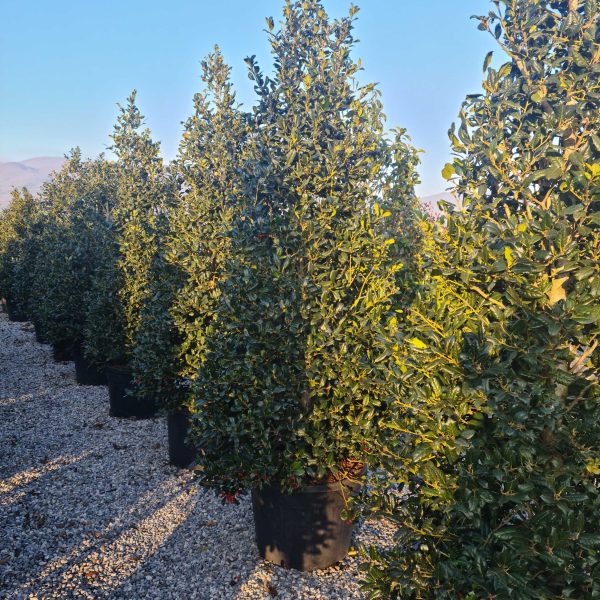 Ilex × NELLIE ''R. STEVENS'