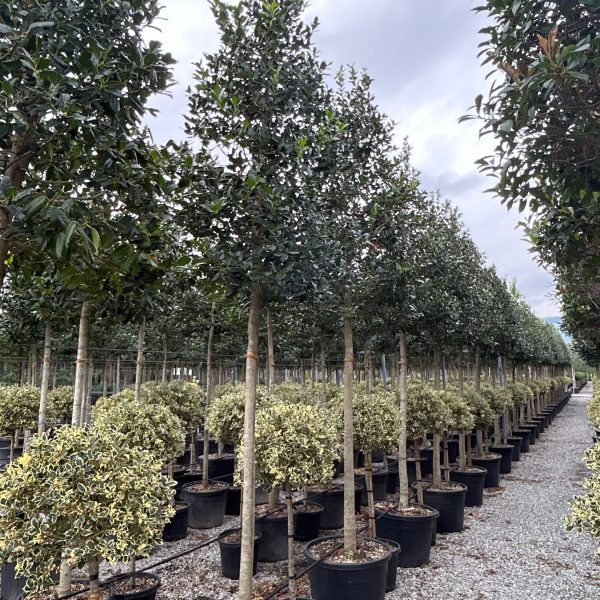 Ilex × NELLIE ''R. STEVENS'